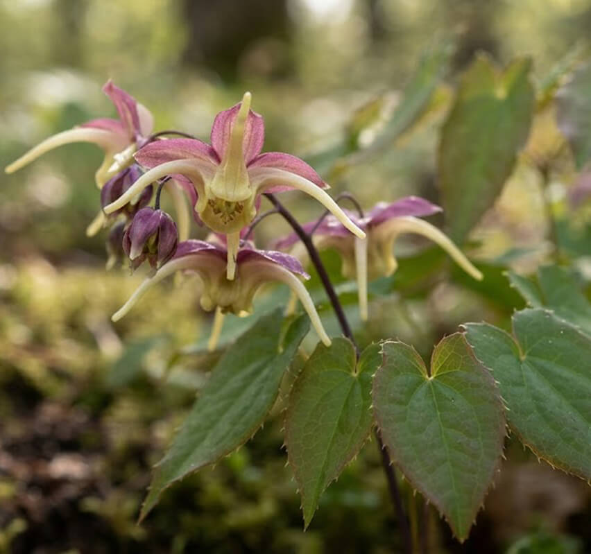 Epimedium